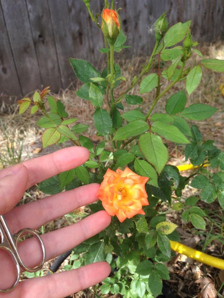 photo DEE0286E-39EE-4CF7-85DF-6B325C897CAD_zpso6qibdon.jpg